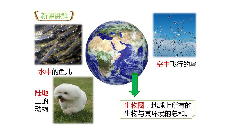 人教版生物七年级上册第二单元 了解生物圈 2.1 生物与环境的关系  教学PPT课件第3页