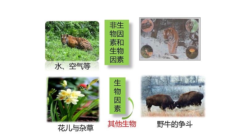 人教版生物七年级上册第二单元 了解生物圈 2.1 生物与环境的关系  教学PPT课件第5页