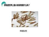 人教版生物七年级上册第四单元  细胞怎样构成生物 4.4 单细胞生物  教学PPT课件