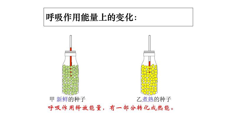 人教版生物七年级上册第九单元 绿色植物与生物圈中碳-氧平衡 9.2 绿色植物的呼吸作用  教学PPT课件第6页