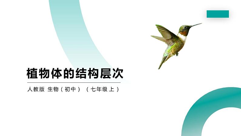 人教版生物七年级上册第四单元  细胞怎样构成生物 4.3 植物体的结构层次  教学PPT课件01