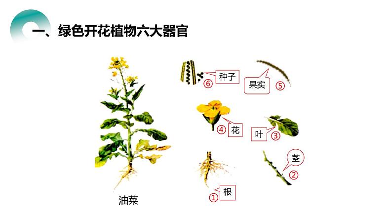 人教版生物七年级上册第四单元  细胞怎样构成生物 4.3 植物体的结构层次  教学PPT课件02