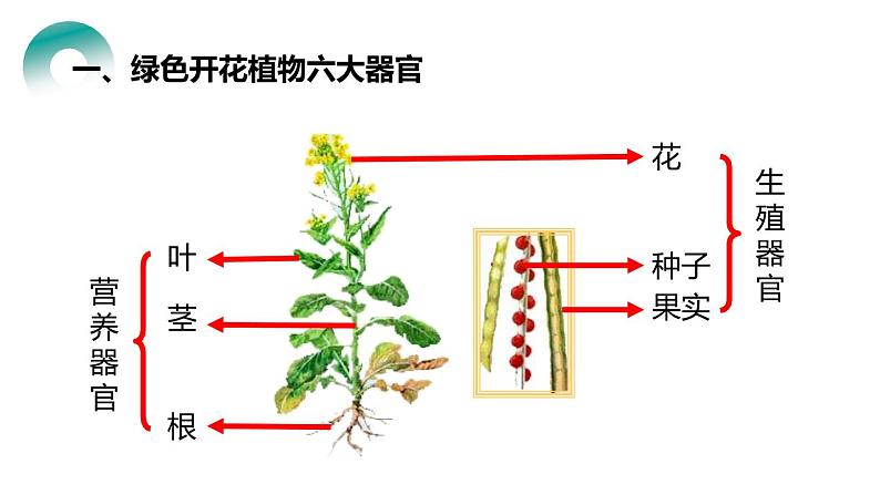 人教版生物七年级上册第四单元  细胞怎样构成生物 4.3 植物体的结构层次  教学PPT课件03