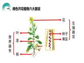 人教版生物七年级上册第四单元  细胞怎样构成生物 4.3 植物体的结构层次  教学PPT课件