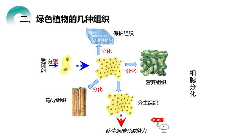 人教版生物七年级上册第四单元  细胞怎样构成生物 4.3 植物体的结构层次  教学PPT课件06