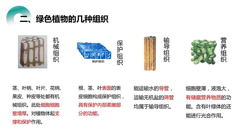 人教版生物七年级上册第四单元  细胞怎样构成生物 4.3 植物体的结构层次  教学PPT课件08