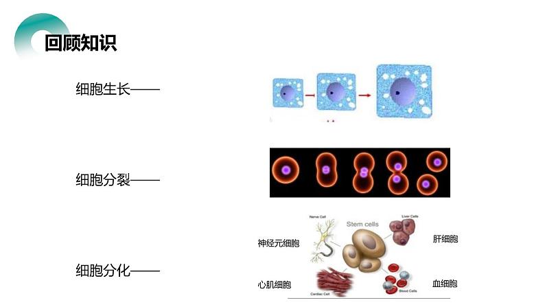 人教版生物七年级上册第四单元  细胞怎样构成生物 4.2 动物体的结构层次  教学PPT课件02