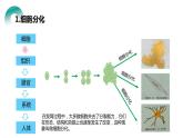 人教版生物七年级上册第四单元  细胞怎样构成生物 4.2 动物体的结构层次  教学PPT课件