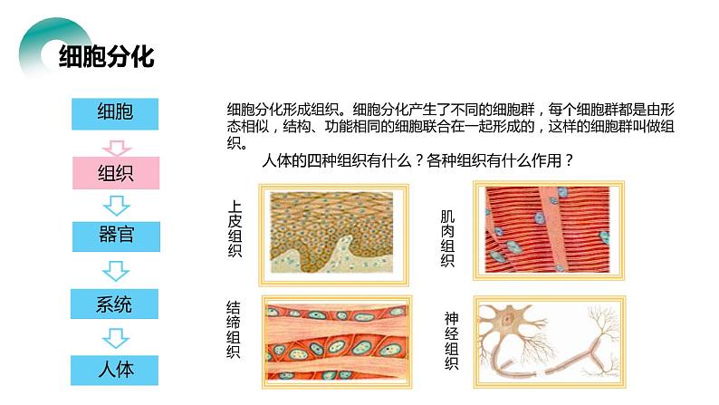 人教版生物七年级上册第四单元  细胞怎样构成生物 4.2 动物体的结构层次  教学PPT课件05