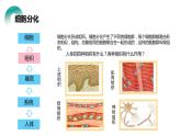 人教版生物七年级上册第四单元  细胞怎样构成生物 4.2 动物体的结构层次  教学PPT课件