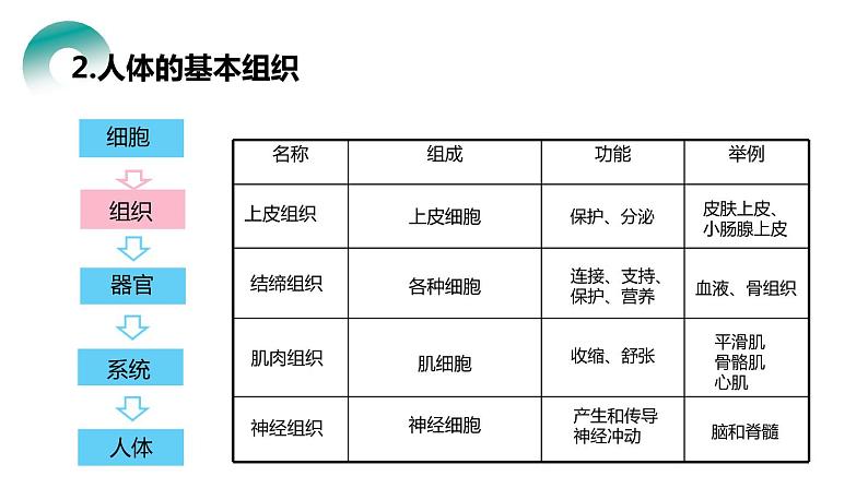 人教版生物七年级上册第四单元  细胞怎样构成生物 4.2 动物体的结构层次  教学PPT课件06