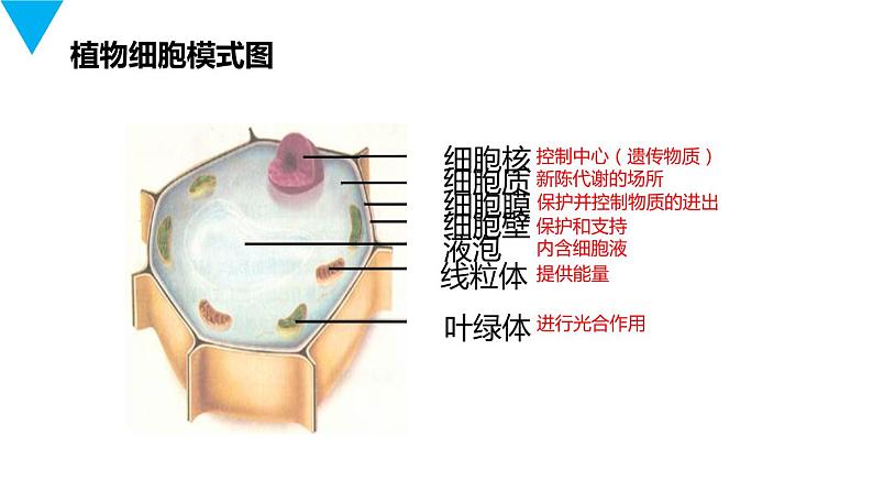 人教版生物七年级上册第三单元  细胞是生命活动的基本单位 3.3 动物细胞  教学PPT课件02