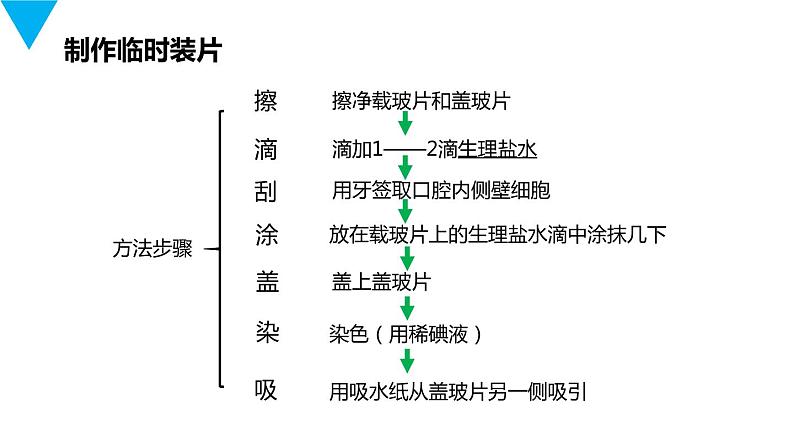 人教版生物七年级上册第三单元  细胞是生命活动的基本单位 3.3 动物细胞  教学PPT课件04