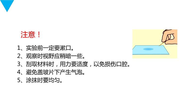 人教版生物七年级上册第三单元  细胞是生命活动的基本单位 3.3 动物细胞  教学PPT课件05