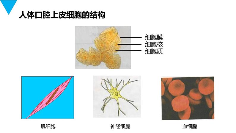 人教版生物七年级上册第三单元  细胞是生命活动的基本单位 3.3 动物细胞  教学PPT课件08