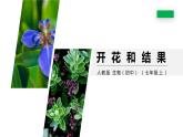 人教版生物七年级上册第六单元  被子植物的一生 6.3 开花和结果 教学PPT课件