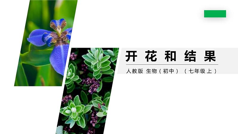 人教版生物七年级上册第六单元  被子植物的一生 6.3 开花和结果 教学PPT课件01