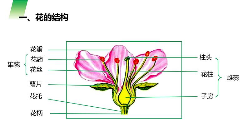 人教版生物七年级上册第六单元  被子植物的一生 6.3 开花和结果 教学PPT课件02