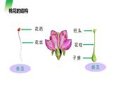 人教版生物七年级上册第六单元  被子植物的一生 6.3 开花和结果 教学PPT课件