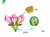 人教版生物七年级上册第六单元  被子植物的一生 6.3 开花和结果 教学PPT课件