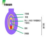 人教版生物七年级上册第六单元  被子植物的一生 6.3 开花和结果 教学PPT课件