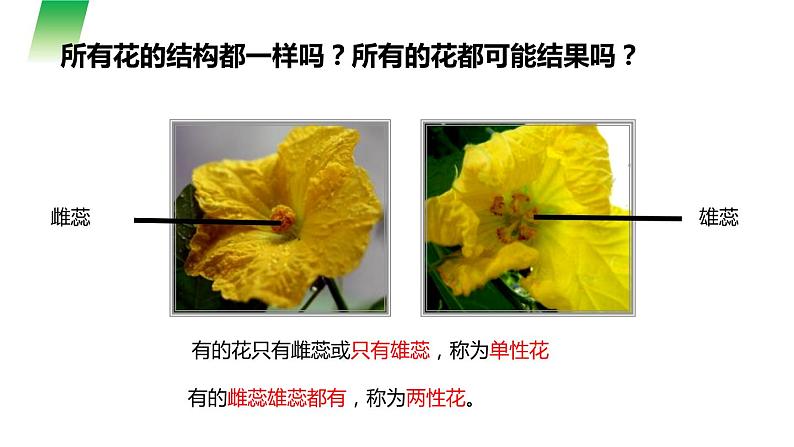 人教版生物七年级上册第六单元  被子植物的一生 6.3 开花和结果 教学PPT课件06