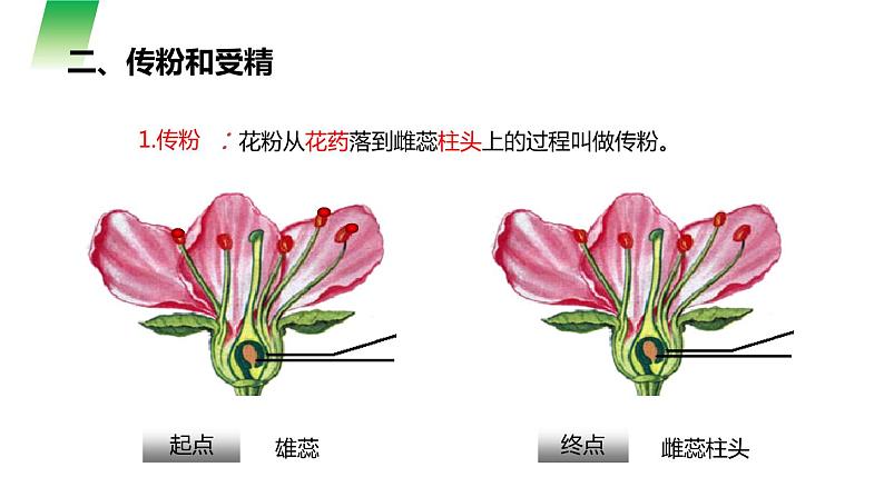 人教版生物七年级上册第六单元  被子植物的一生 6.3 开花和结果 教学PPT课件07