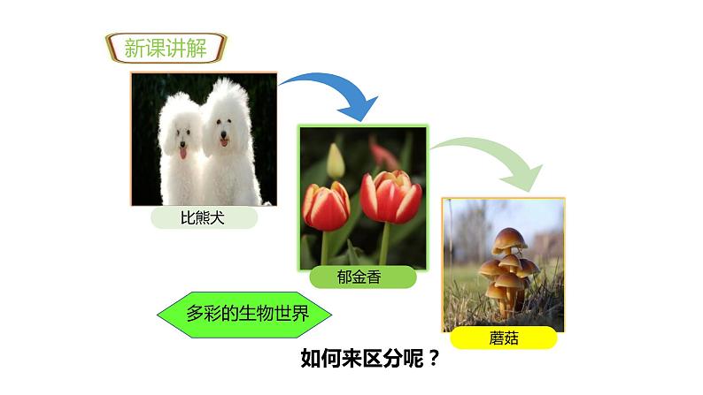 人教版生物七年级上册第一单元  认识生物 1.1 生物的特征 教学PPT课件03