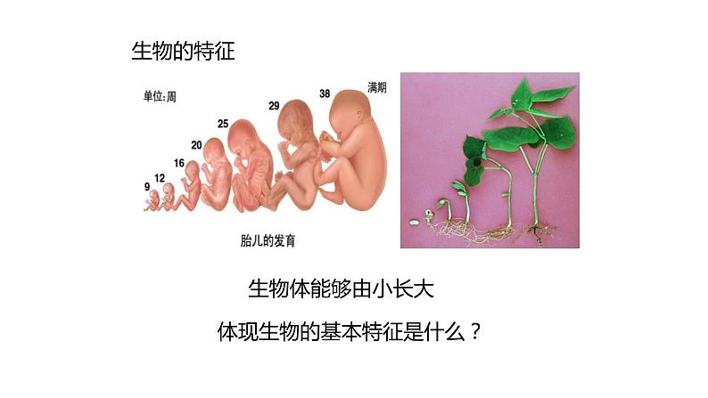 人教版生物七年级上册第一单元  认识生物 1.1 生物的特征 教学PPT课件06