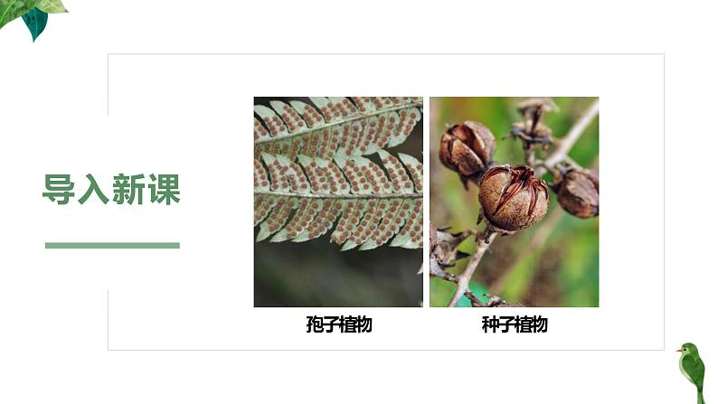 人教版生物七年级上册第五单元  生物圈中有哪些绿色植物 5.2 种子植物   教学PPT课件第3页