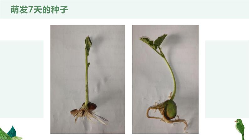 人教版生物七年级上册第五单元  生物圈中有哪些绿色植物 5.2 种子植物   教学PPT课件第4页