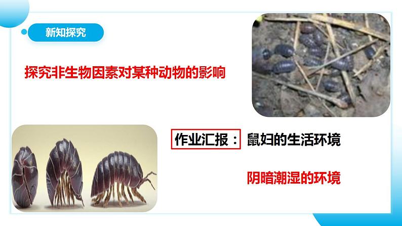 【核心素养目标】人教版 (新课标)初中生物七年级上册1.2.1《生物与环境的关系》第2课时   课件+教案+同步分层练习（含答案）07