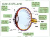 人教版生物七年级下册 第六单元  人体生命活动的调节 6.1 人体对外界环境的感知   电子课件PPT备课