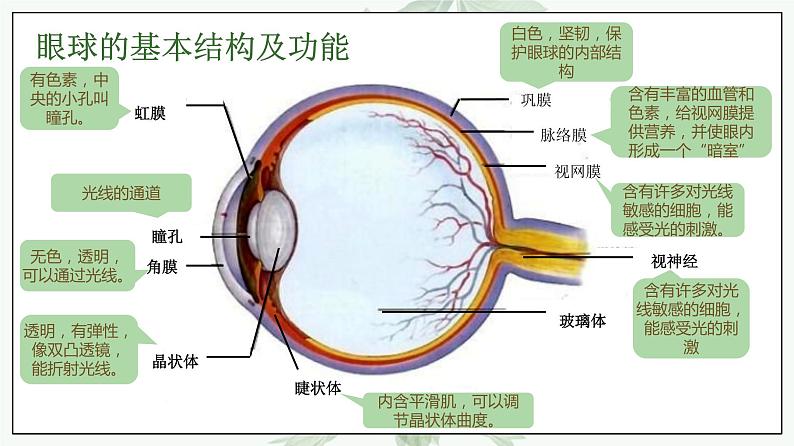 人教版生物七年级下册 第六单元  人体生命活动的调节 6.1 人体对外界环境的感知   电子课件PPT备课第5页