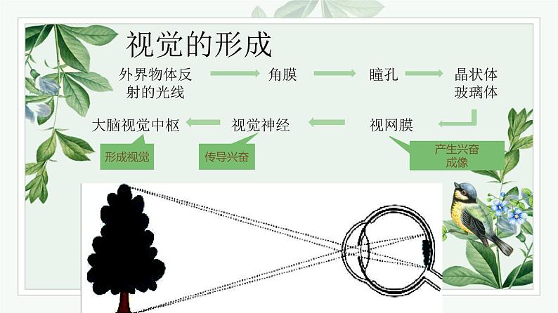 人教版生物七年级下册 第六单元  人体生命活动的调节 6.1 人体对外界环境的感知   电子课件PPT备课第7页