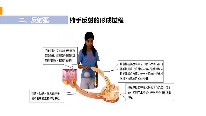 人教版生物七年级下册 第六单元  人体生命活动的调节 6.3 神经调节的基本方式 电子课件PPT备课第7页