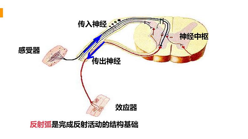 人教版生物七年级下册 第六单元  人体生命活动的调节 6.3 神经调节的基本方式 电子课件PPT备课第8页