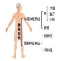 人教版生物七年级下册 第六单元  人体生命活动的调节 6.2 神经系统的组成 电子课件PPT备课