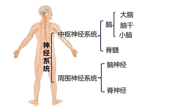 人教版生物七年级下册 第六单元  人体生命活动的调节 6.2 神经系统的组成 电子课件PPT备课第5页