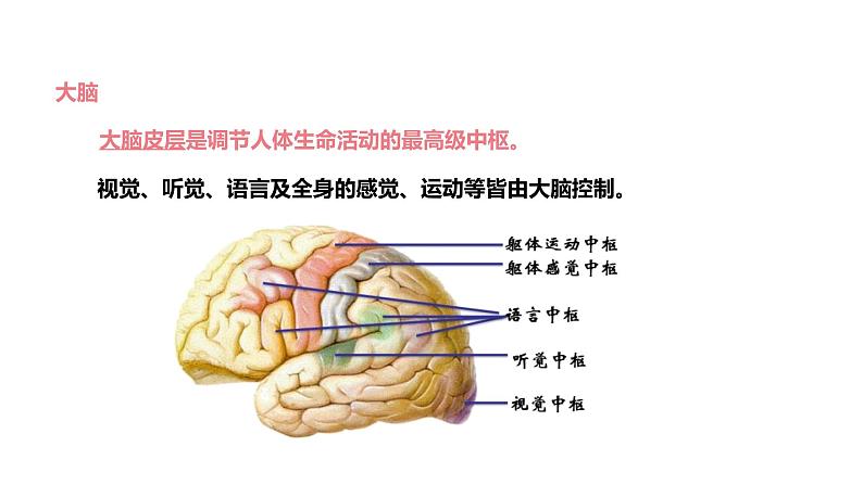 人教版生物七年级下册 第六单元  人体生命活动的调节 6.2 神经系统的组成 电子课件PPT备课第7页