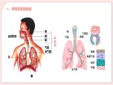 人教版生物七年级下册 第三单元 人体的呼吸 3.1 呼吸道对空气的处理 电子课件PPT备课