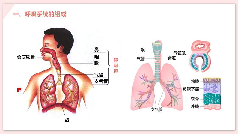 人教版生物七年级下册 第三单元 人体的呼吸 3.1 呼吸道对空气的处理 电子课件PPT备课第3页