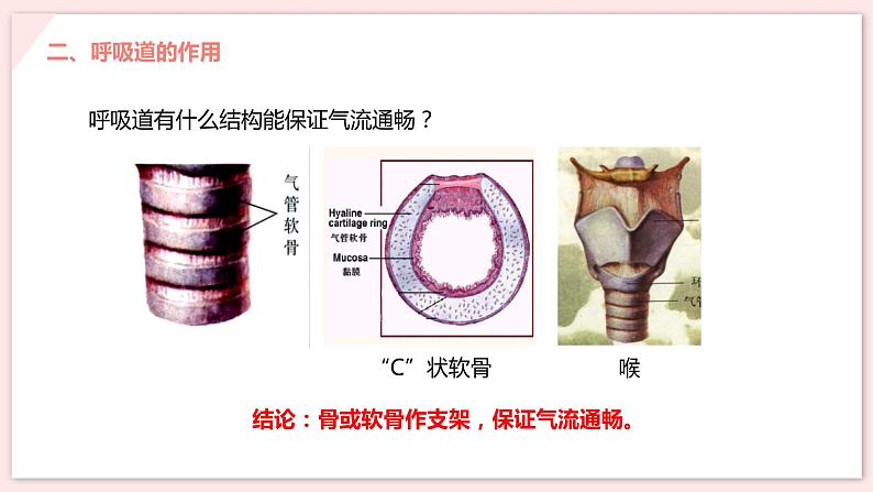 人教版生物七年级下册 第三单元 人体的呼吸 3.1 呼吸道对空气的处理 电子课件PPT备课第6页