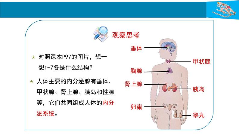 人教版生物七年级下册 第六单元  人体生命活动的调节 6.4 激素调节  电子课件PPT备课第4页