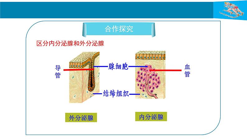 人教版生物七年级下册 第六单元  人体生命活动的调节 6.4 激素调节  电子课件PPT备课第5页