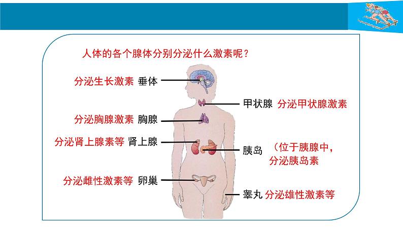 人教版生物七年级下册 第六单元  人体生命活动的调节 6.4 激素调节  电子课件PPT备课第7页