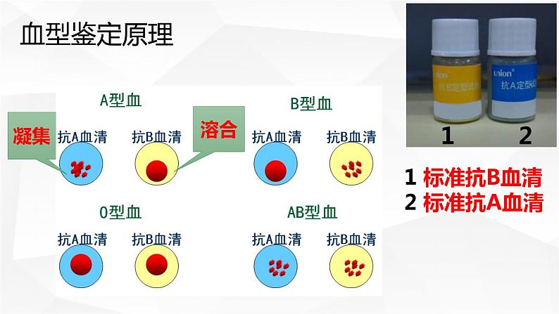 人教版生物七年级下册 第四单元 人体内物质的运输 4.4 输血与血型  电子课件PPT备课06