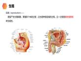 人教版生物七年级下册第一单元人的由来 1.2 人的生殖 电子课件PPT备课