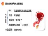 人教版生物七年级下册第一单元人的由来 1.2 人的生殖 电子课件PPT备课