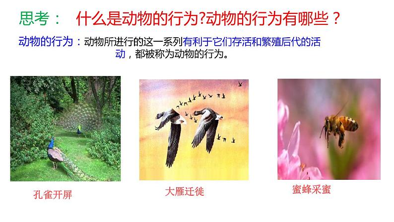 人教版生物八年级上册第二单元 动物的运动和行为 2.2 先天性行为和学习行为  教学备课PPT课件02